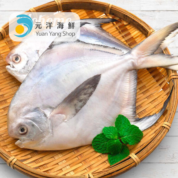 魚類_工作區域 1 複本 90 印度大白鯧(500/600g)